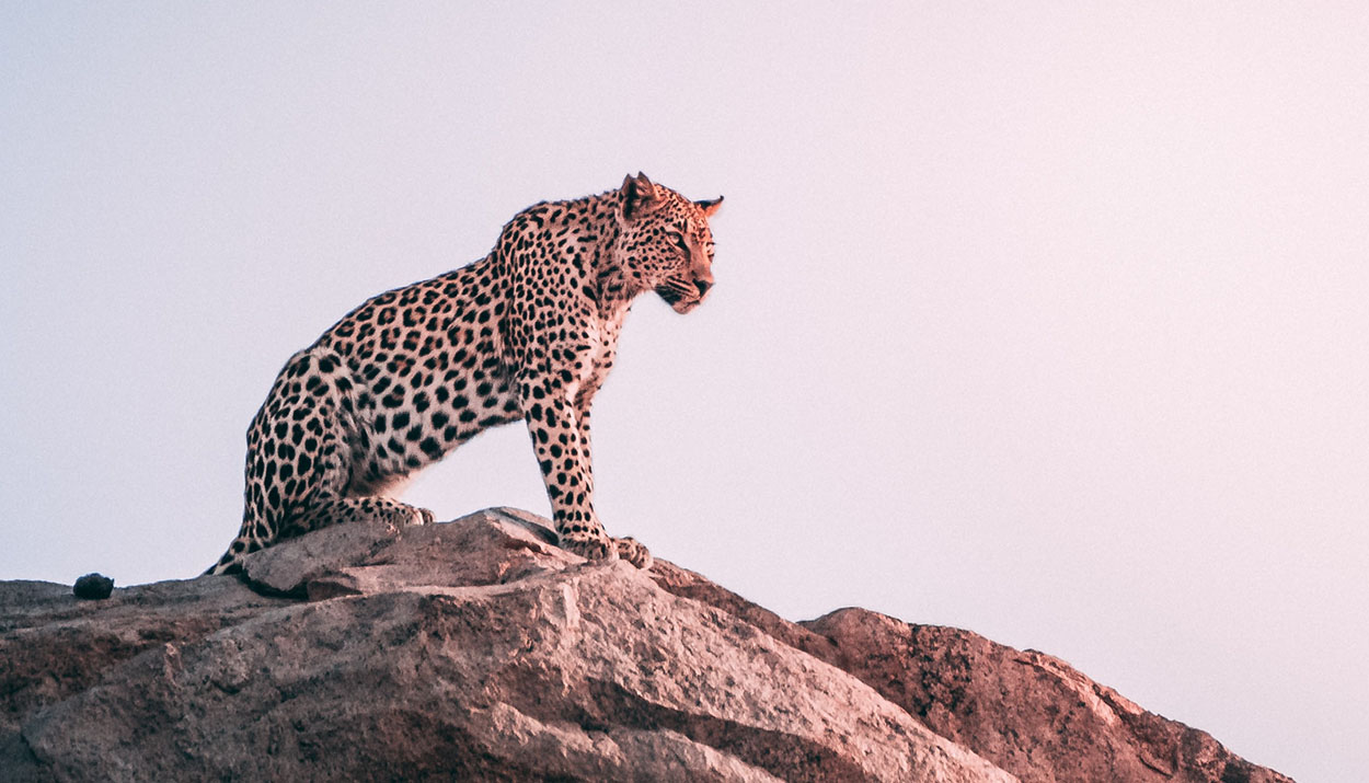 Five Great Sources of Stunning Things